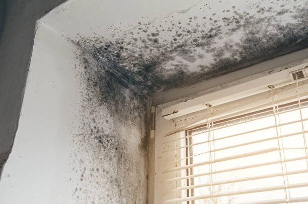 Affordable Crawl Space Mold Remediation solutions in Hamilton, MI